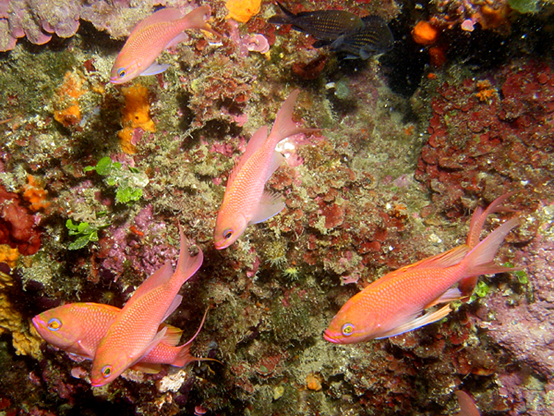 Estartit - Barbiers