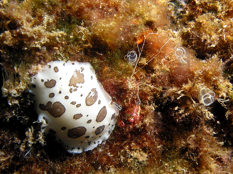 Estartit - Doris dalmatien et clavelines
