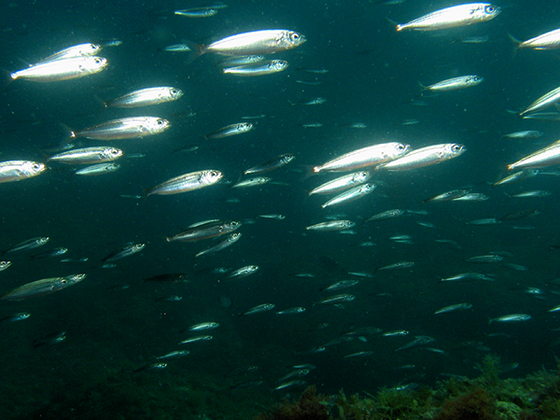 Estartit - Anchois