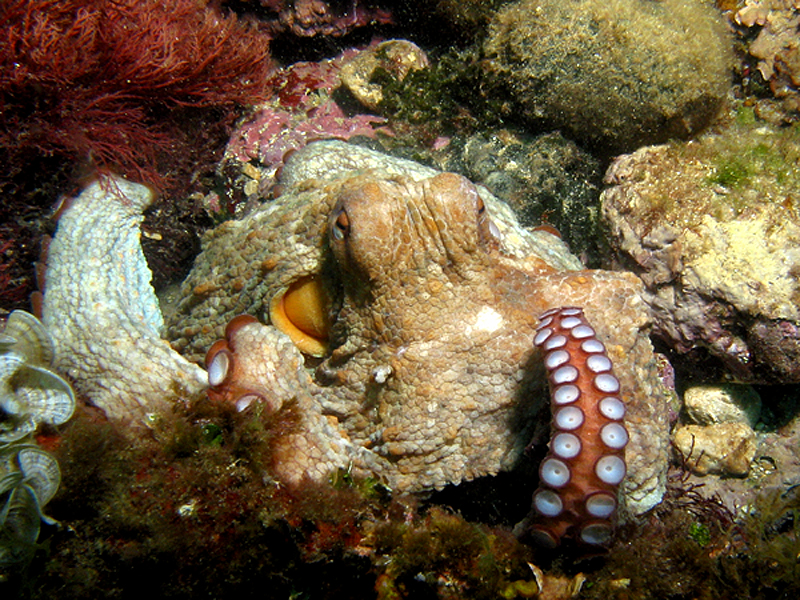 Estartit - Poulpe