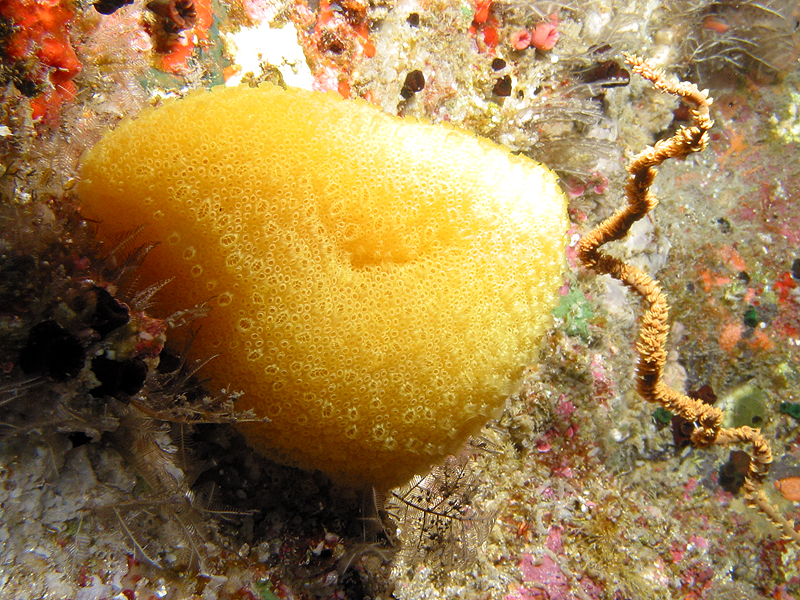 Pointe au sel