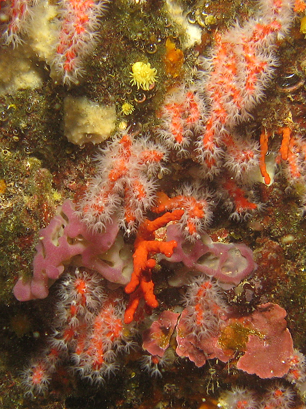 Estartit - Corail rouge de Méditerranée