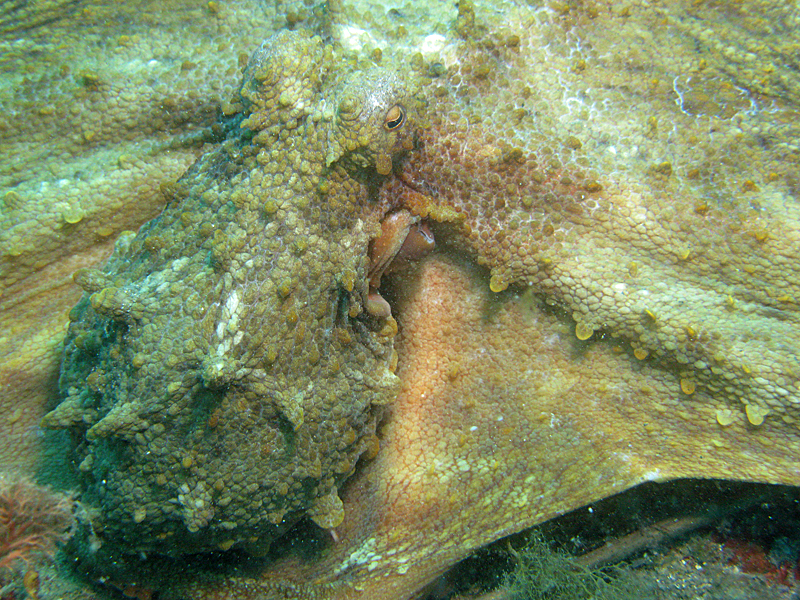 Estartit - Poulpe