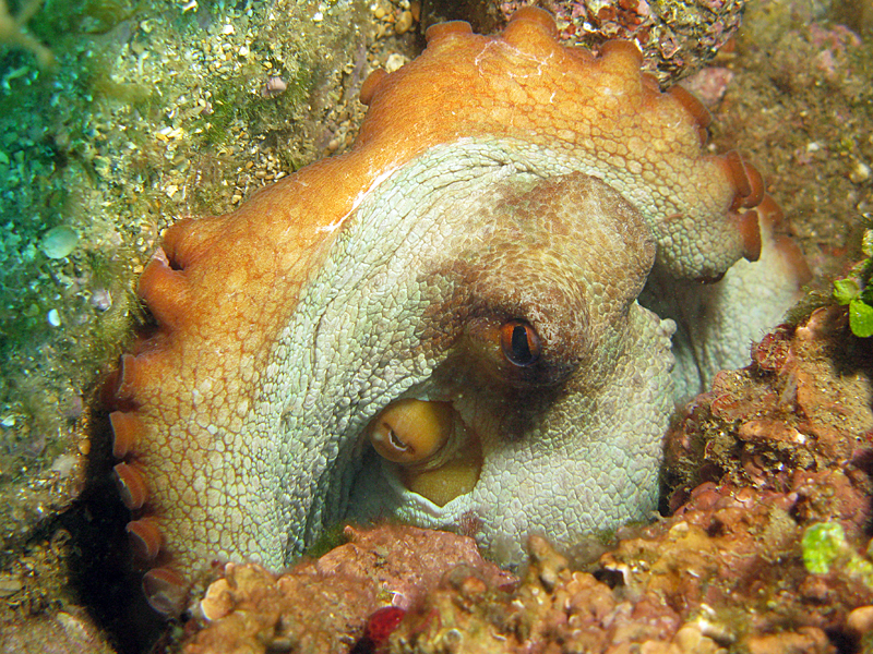 Estartit - Poulpe