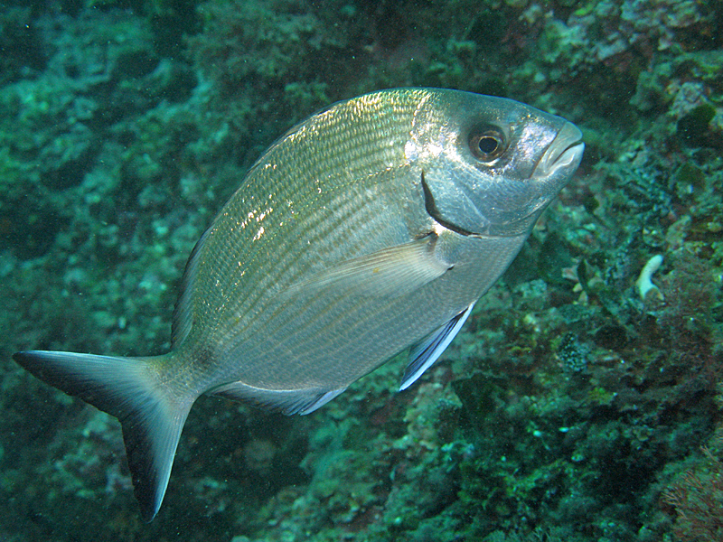 Estartit - Sar