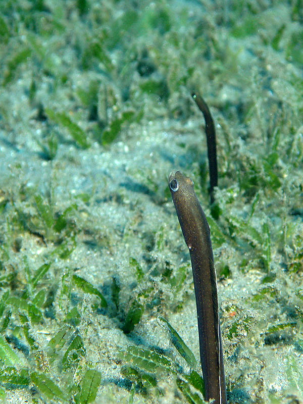 St Pierre - La Caye Maréchale (Pl. n° 2)