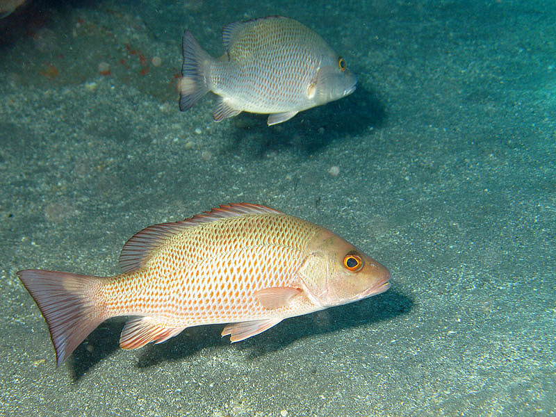 St Pierre - La Caye Maréchale (Pl. n° 2)