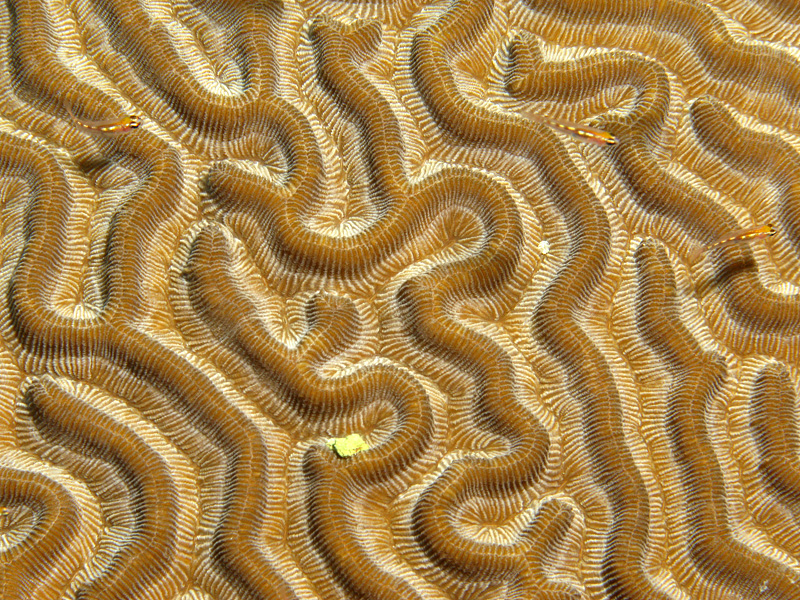 Bonaire - Corail cerveau