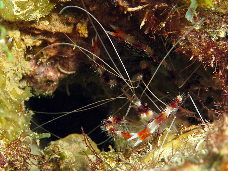 Bonaire - Grandes crevettes nettoyeuses