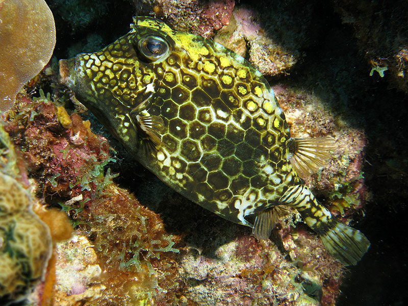 K. Bonaire - Just a Nice Dive (Pl. n° 20)