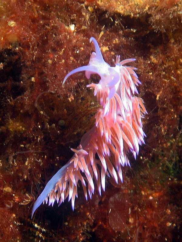 Estartit - Flabelline