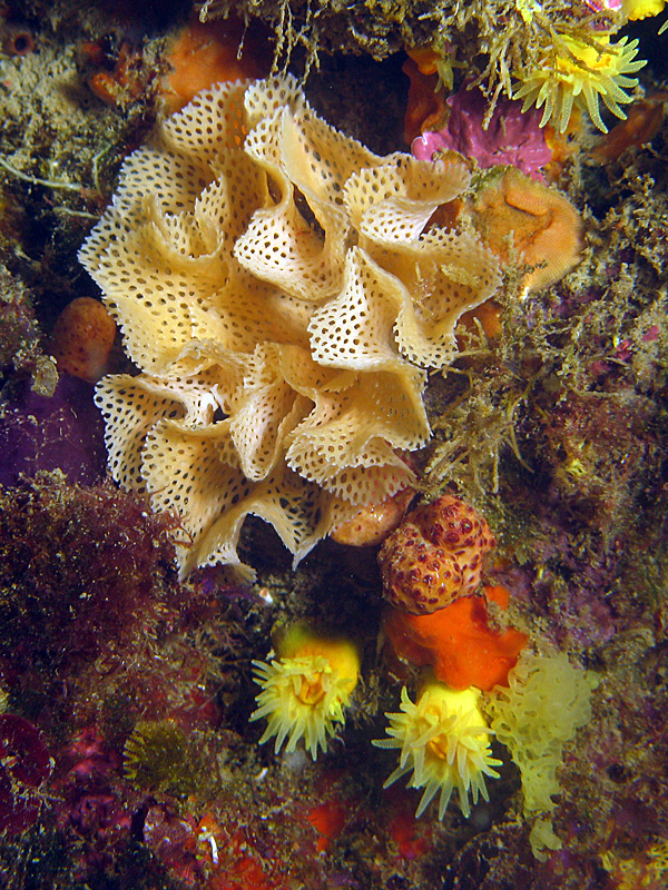 Estartit - Dentelle de Neptune