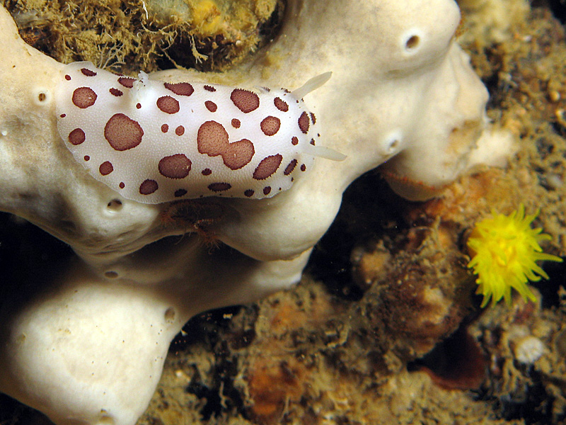 Estartit - Doris dalmatien