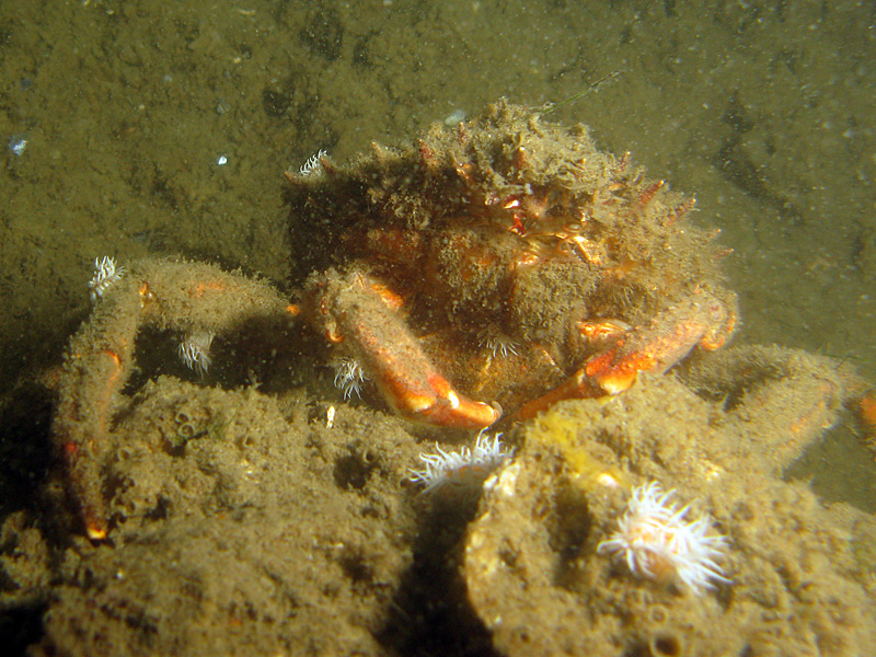 Arcachon - Araignée de mer