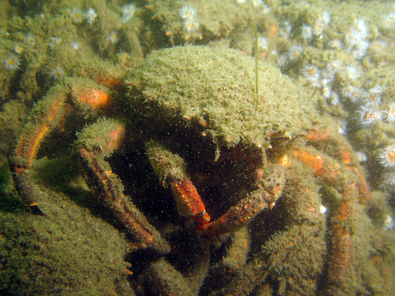 Arcachon - Araignée de mer