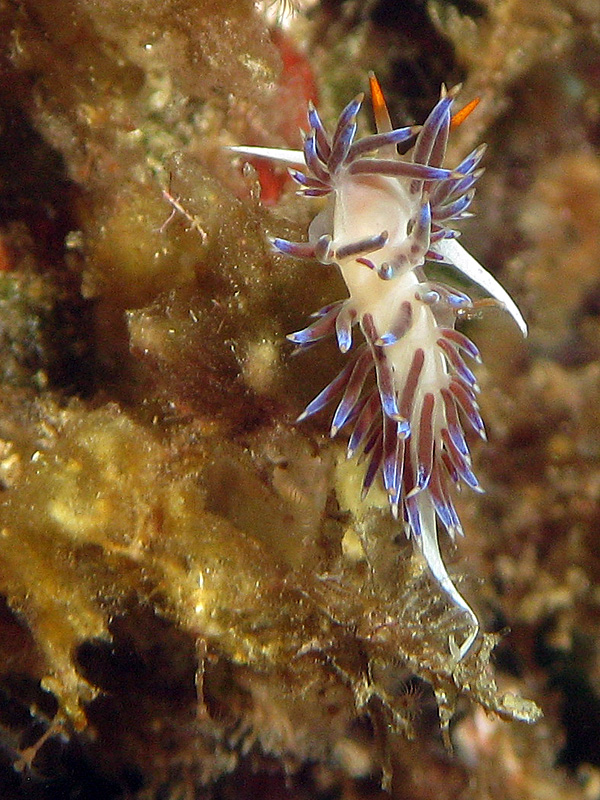 Estartit - Hervia