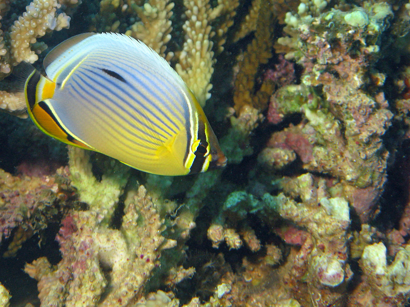 Mayotte - Poisson papillon à trois bandes