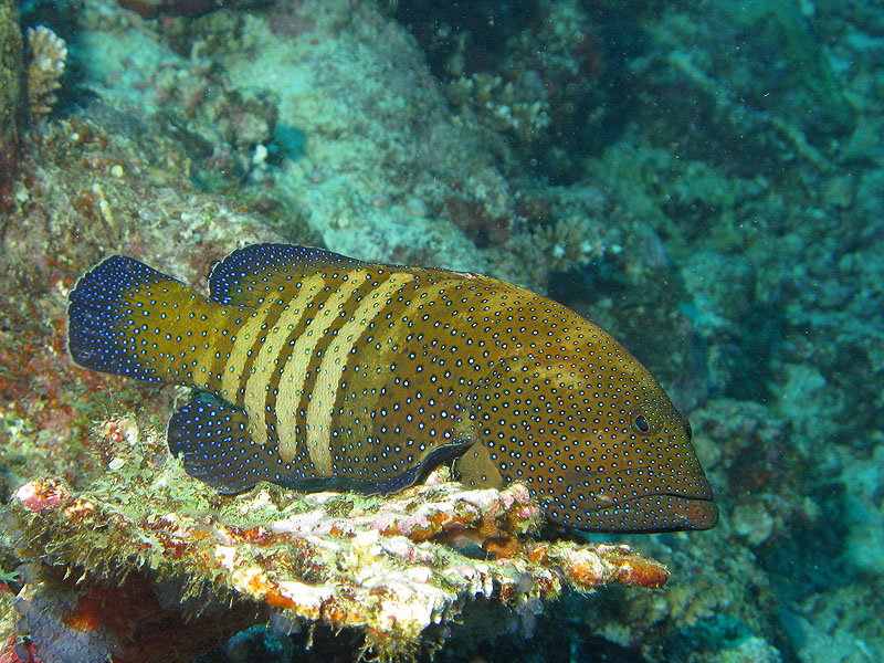 Mayotte - Bouéni