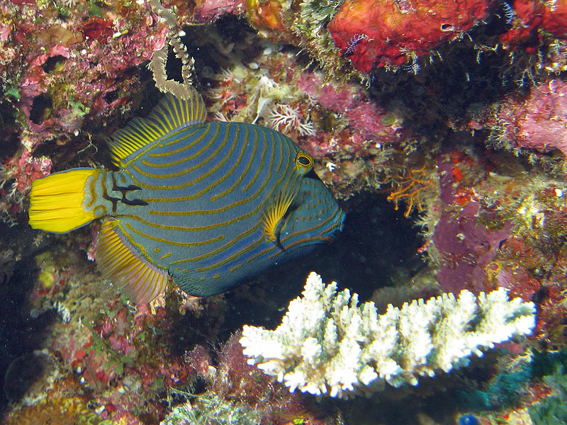 Mayotte - Bouéni