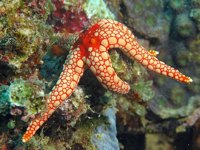 Mayotte - Bouéni