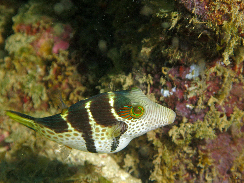 Mayotte - Bouéni