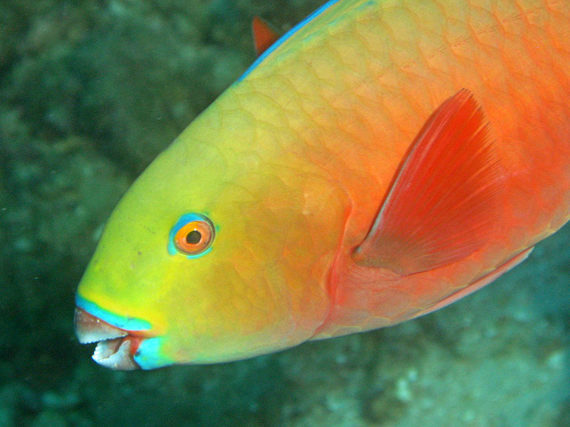 Mayotte - Bouéni