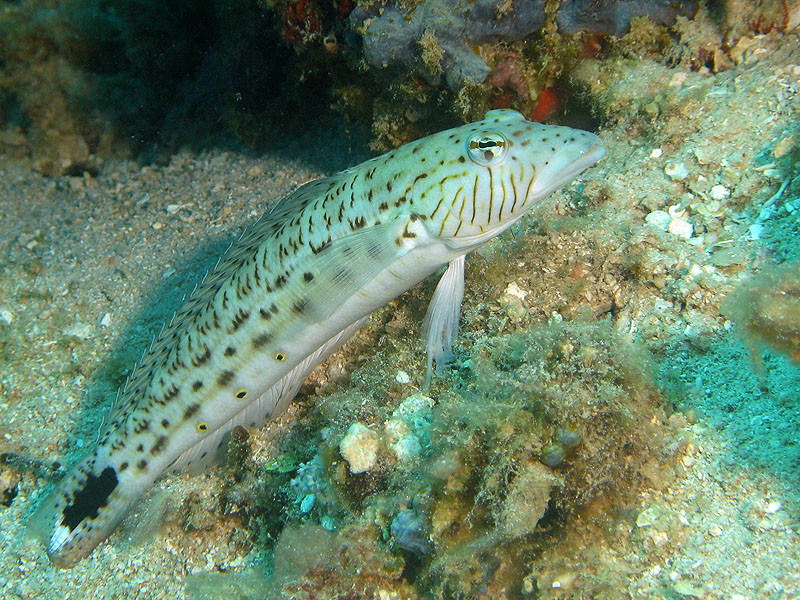 Mayotte - Bouéni