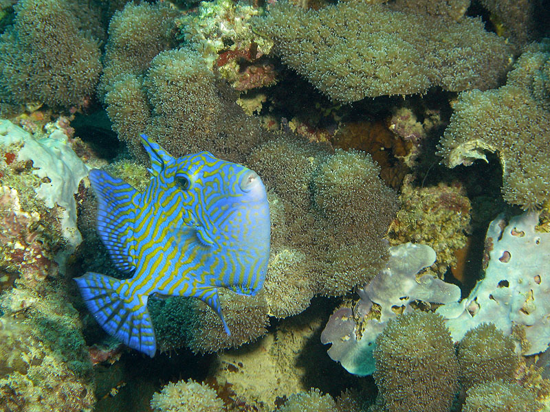 Mayotte - Bouéni