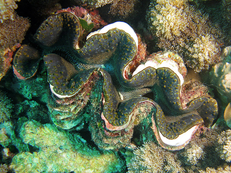 Mayotte - Bouéni