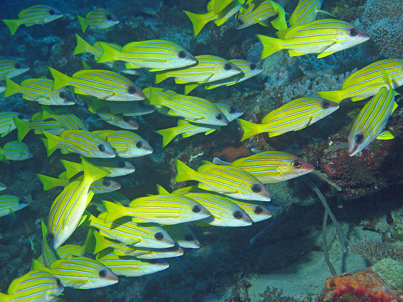 Mayotte - Bouéni