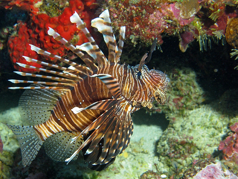 Mayotte - Bouéni