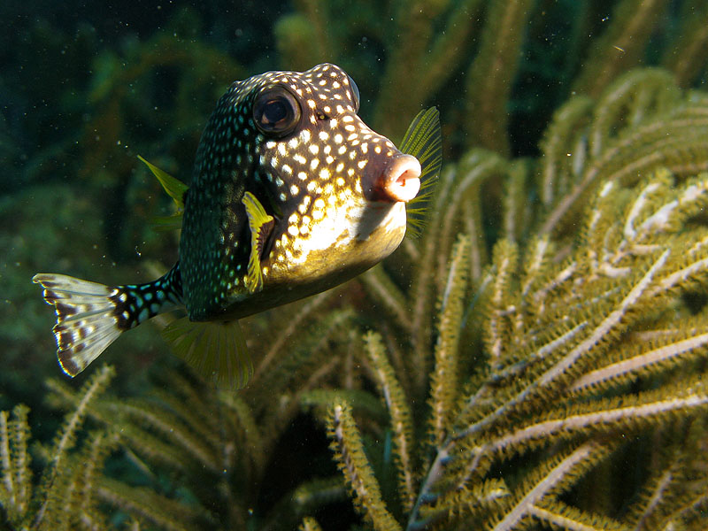 Réserve Cousteau