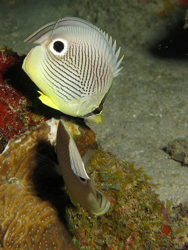 Réserve Cousteau