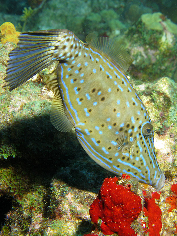 Réserve Cousteau