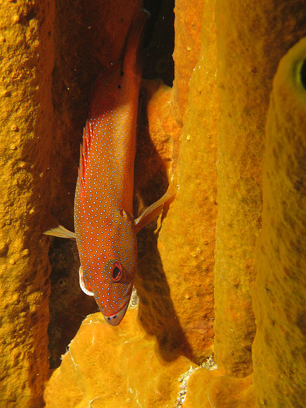 Guadeloupe - photo n° 15