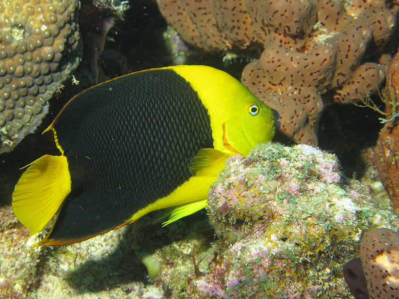 Guadeloupe - photo n° 16