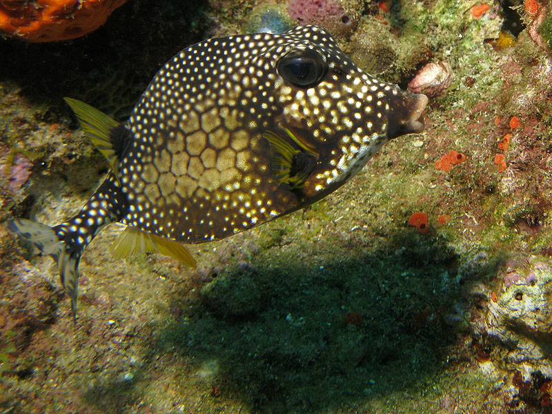 Guadeloupe - photo n° 18