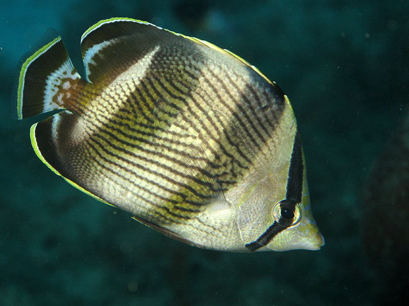 Guadeloupe - photo n° 21