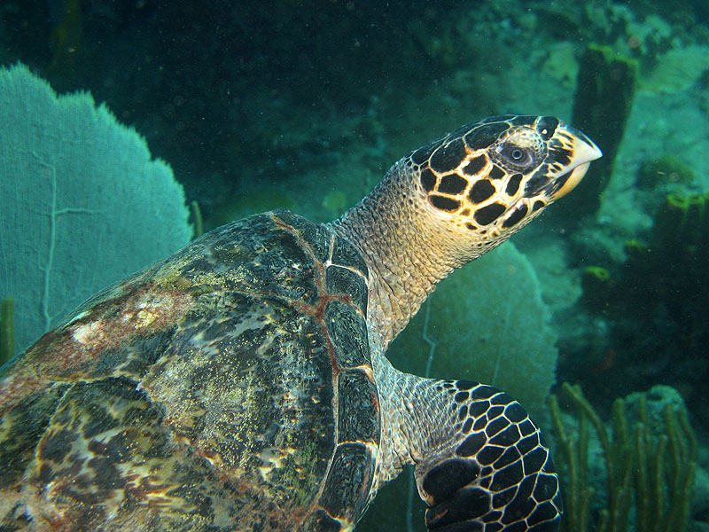 Guadeloupe - photo n° 22