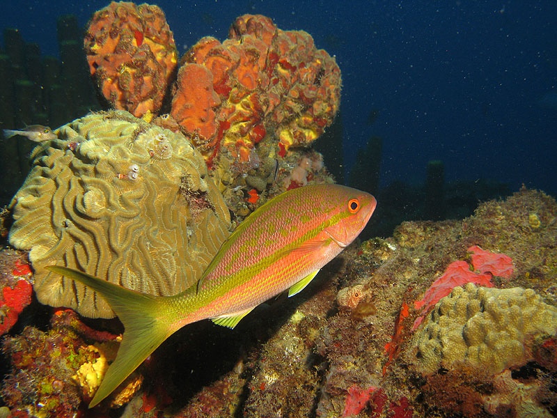 Guadeloupe - photo n° 27
