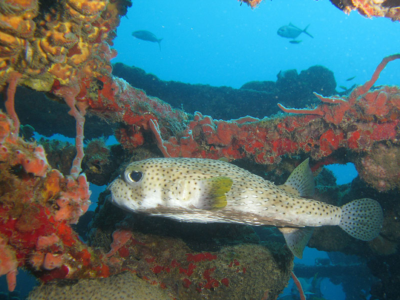 Guadeloupe - photo n° 28