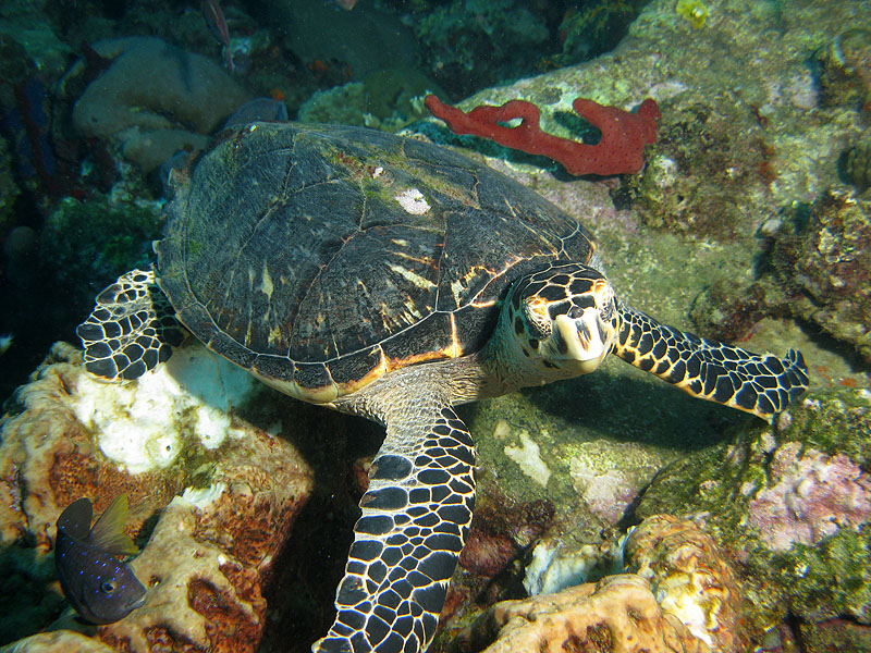 Guadeloupe - photo n° 29