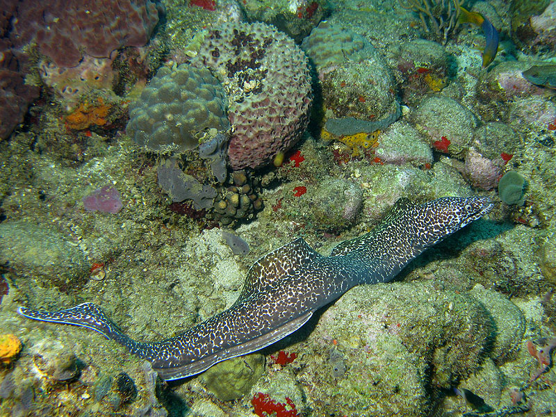 Guadeloupe - photo n° 31