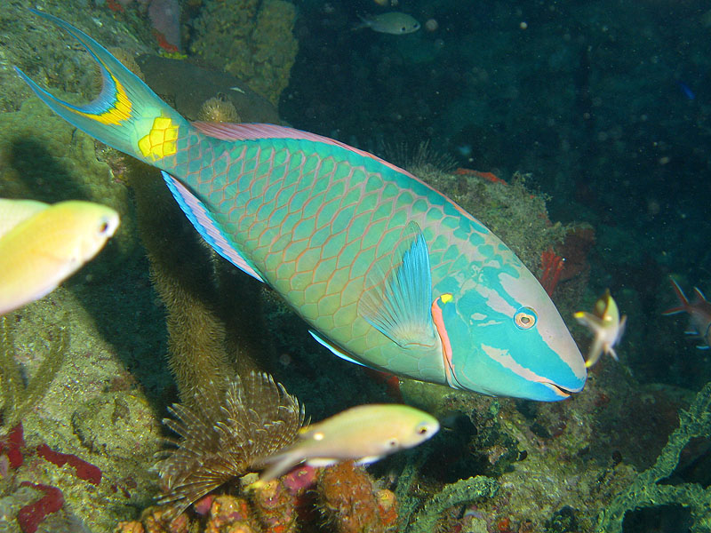 Guadeloupe - photo n° 32