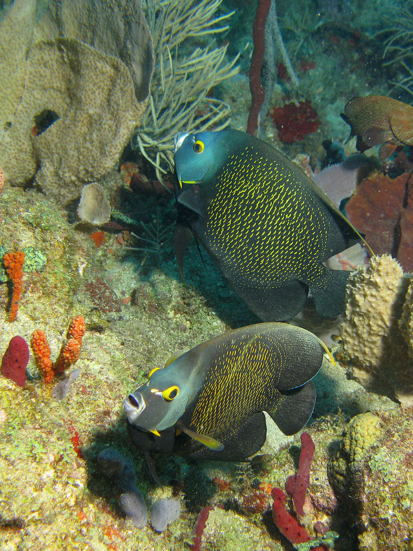 Guadeloupe - photo n° 35