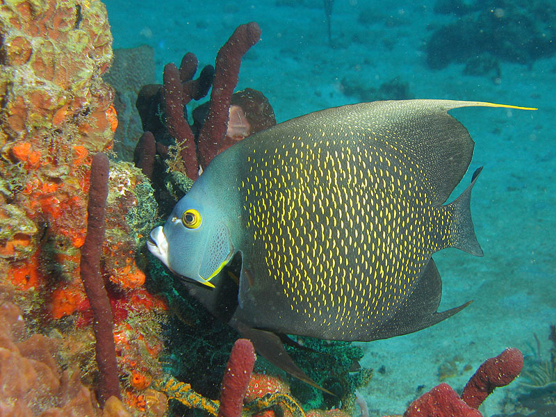 Guadeloupe - photo n° 36