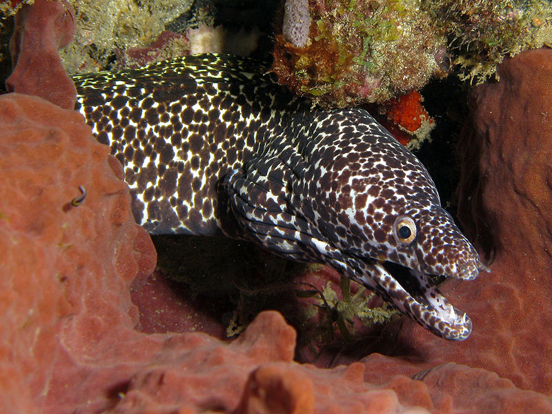 Guadeloupe - photo n° 37