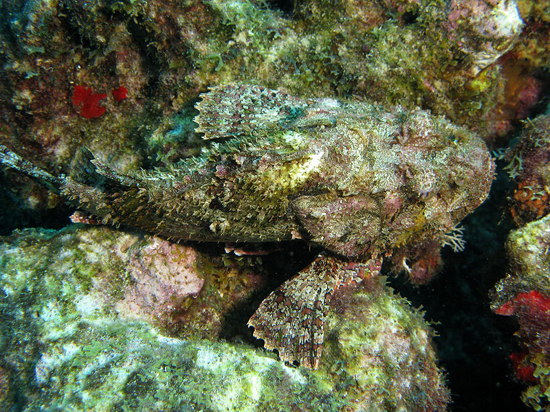 Guadeloupe - photo n° 41