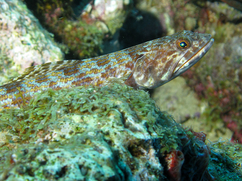 Guadeloupe - photo n° 42