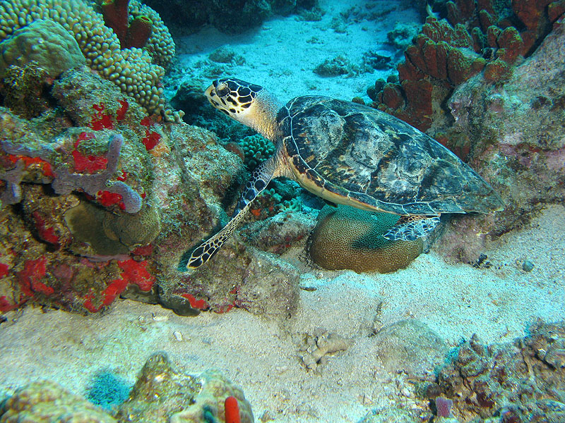Guadeloupe - photo n° 44